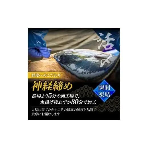 【 シマアジ 】 シマアジ美粕祇万2人前