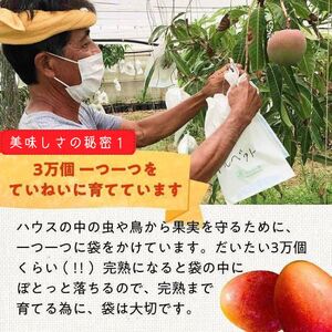 DQ021《先行予約》2026年発送 有機JAS認証マンゴー（アーウィン）わけあり 2.5kg【楽園の果実】
