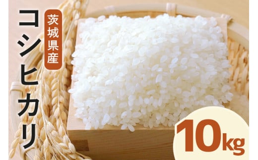 令和7年度産 常陸牛農家が育てるコシヒカリ 10kg 米 お米 白米 こめ 精米 取り寄せ 特産 ごはん ご飯 コメ お取り寄せ ギフト 贈り物 お弁当 弁当 おにぎり ふっくら ツヤツヤ 甘い 農家直送 産地直送 国産 茨城県産