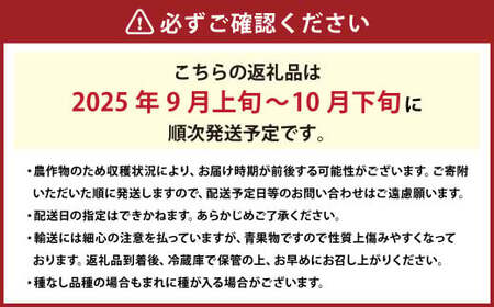 クイーンニーナ 2～3房 計約1.1kg 【2025年9月上旬～10月下旬発送予定】 ／ 葡萄 ブドウ 種無し 種なし