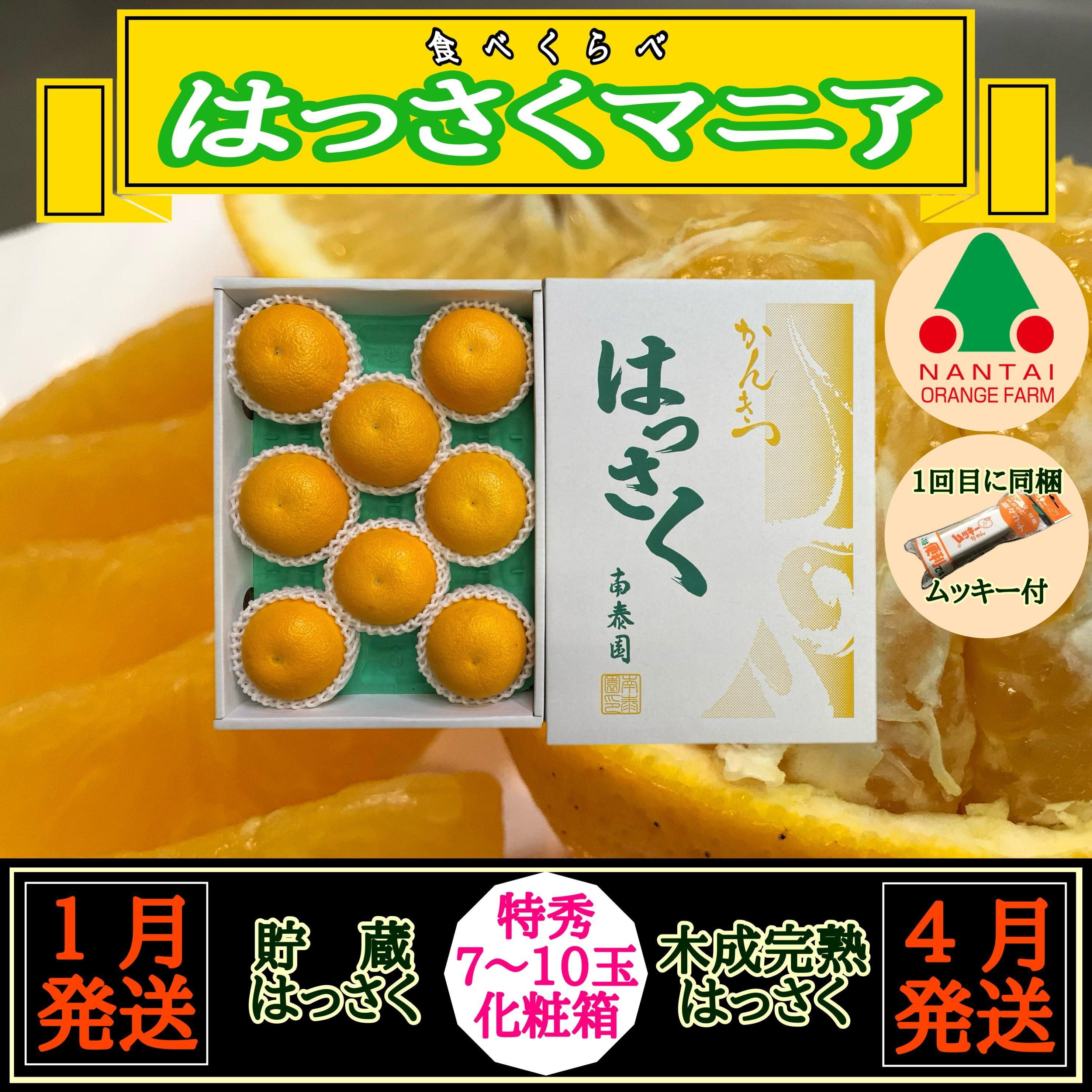 
1・4月発送 全2回 定期便 はっさく マニア 貯蔵 ＆ 木成完熟 特秀 7 ～ 10玉 和歌山 有田 南泰園
