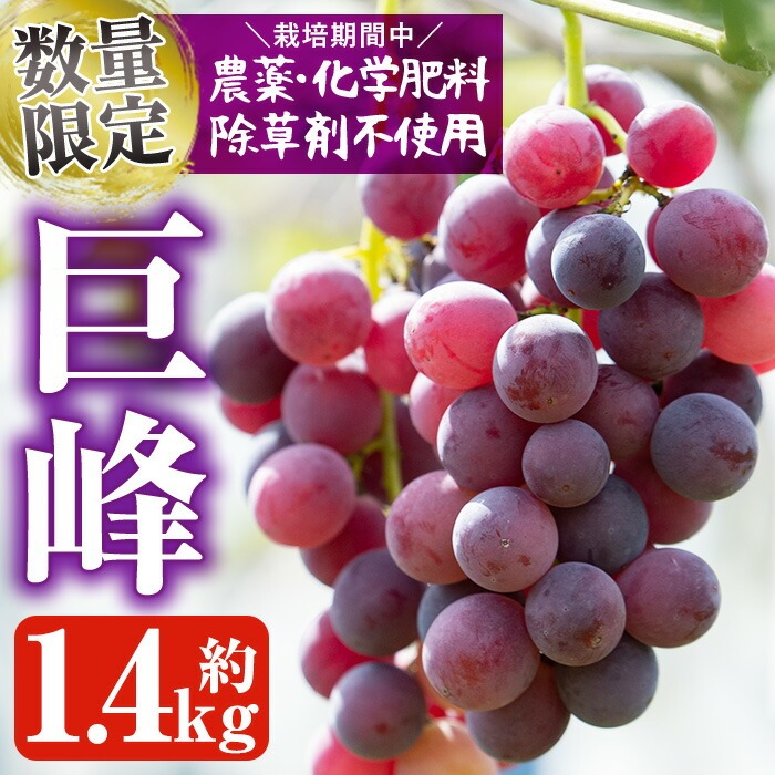 ＜2026年8月中旬以降順次発送予定＞鹿児島県産 巨峰(約1.4kg・3～4房) 国産 ぶどう ブドウ 葡萄 果物 フルーツ セット 期間限定 数量限定【落合ぶどう園】akn025-01