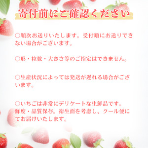 いちご 大粒 24個 イチゴ 苺 かおり野 紅ほっぺ 予約 先行予約 先行受付 数量限定 期間限定 限定果物 フルーツ 予約 ギフト 贈答