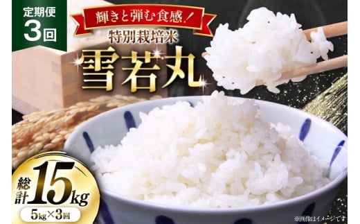 米 定期便 3回 令和7年産 特別栽培米 雪若丸 5kg [本田勇仁 山形県 高畠町 tk06bgj910002] お米 白米 精米 ごはん ご飯 ブランド米