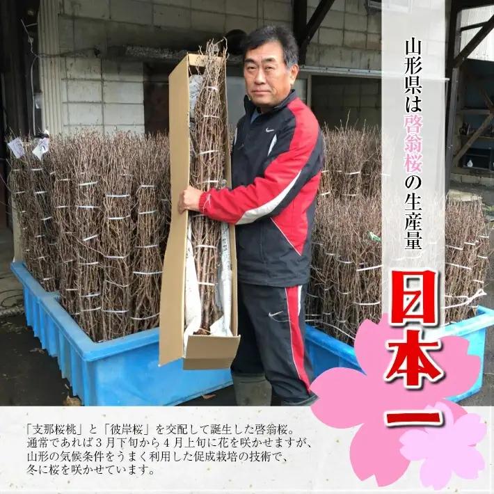 啓翁桜 約125cm×10本（1月下旬発送）※着日指定不可 東北 山形県 遊佐町 庄内地方 桜 木 植物 枝 切り花 花束 お花 室内 リビング 玄関 アレンジにも お正月飾り 冬 春 新春 迎春 新