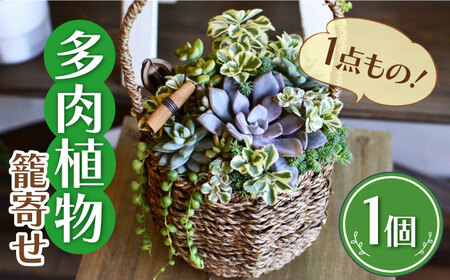 多肉植物 籠寄せ / 植物 植物 植物 植物 植物 植物 植物 [AFAT002]