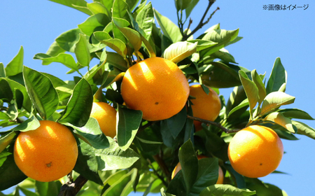 みかんドーム特選　西海1号（山本早生）約5kg＜道の駅さいかい みかんドーム＞ [CAI038]