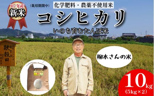 【令和7年産新米】米 コシヒカリ 10kg 天皇献上米 (栽培期間中）化学肥料・農薬不使用米 白米 精米 こめ  ご飯 備蓄米 ごはん 新米  環境 に優しい 小松島市 上王子特質米 10kg