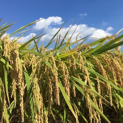 ふるさと納税 南あわじ市 【令和7年産】栽培期間中農薬・化学肥料不使用 白米5kg みどり豊(コシヒカリ) |  | 01