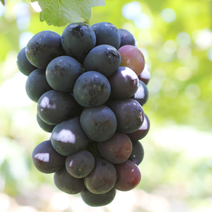 【皮ごとOK!】長野県産・種なしナガノパープル(約2kg)秀品＜2026年8月下旬から順次発送予定＞