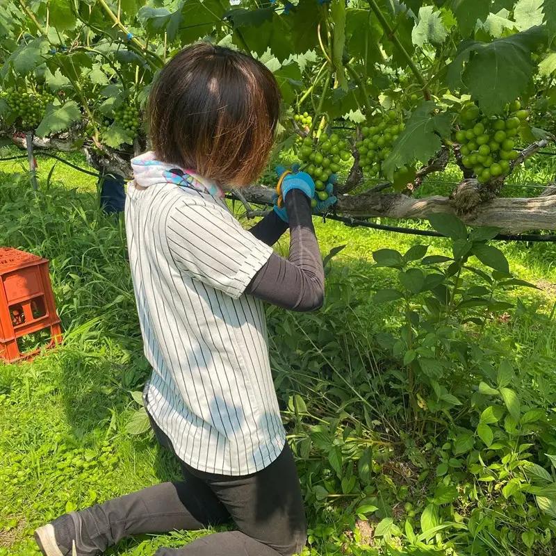 梨／豊水梨【先行予約】樹上完熟 豊水梨 5kg（10～16個）（2026年8月下旬～発送） 梨 なし ナシ 豊水梨 5キロ 予約 果物 くだもの フルーツ 期間限定 国産