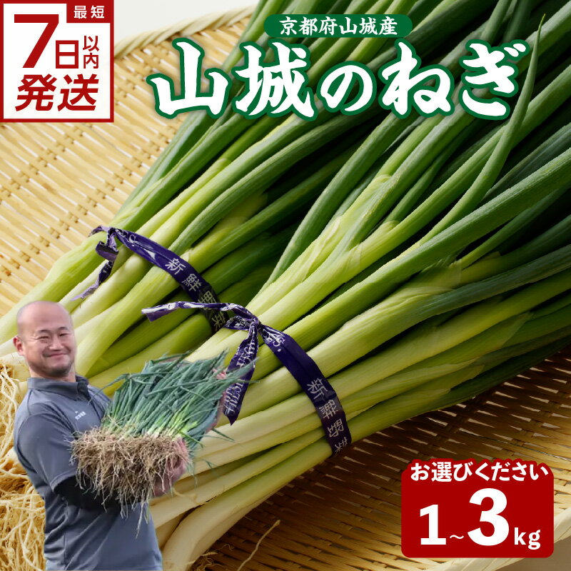 【ふるさと納税】《レビューキャンペーン》 スピード発送あり！！ 山城のねぎ 選べる内容量 (1kg・2kg・3kg) 京野菜 ねぎ 秋田農園