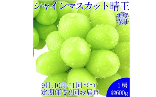 【2回定期便】シャインマスカット 晴王 １房 約600ｇ２回 定期便 9月・10月に1回ずつ発送 種無し  皮ごと食べる  フレッシュ  旬の美味しさ【岡山県産 種無し 皮ごと食べる みずみずしい 甘い フレッシュ 9月～10月発送 晴れの国 おかやま ぶどう 葡萄 マスカット 果物大国 彩美菜果 岡山県 倉敷市 おすすめ 人気】