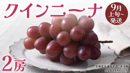 クインニーナ２房 【2026年9月上旬発送開始】(茨城県共通返礼品：大子町)