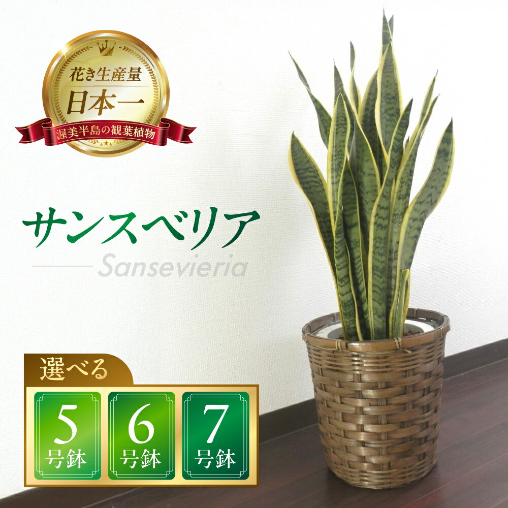 【ふるさと納税】サンスベリア 5 / 6 / 7号鉢 観葉植物 植物 サンスベリア 5号鉢 6号鉢 7号鉢 人気 おしゃれ かわいい 初心者 枯れにくい 育てやすい お手入れ 室内 大鉢 中型 インテリア リビング 玄関 寝室 キッチン オフィス 店舗 プレゼント ギフト 新築 引っ越し