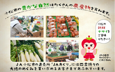 《JA小松市（毎月） 定期便１２ヶ月》季節の野菜詰合せ 120021