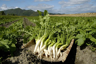 漬物 京つけもの もり 6種 京漬物 野菜 つけもの 京都府産