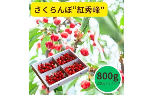 さくらんぼ（紅秀峰）８００ｇ　0055-2504
