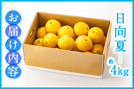 AA098.いわくま果樹園の「日向夏」約4kg／2024年4月発送予定