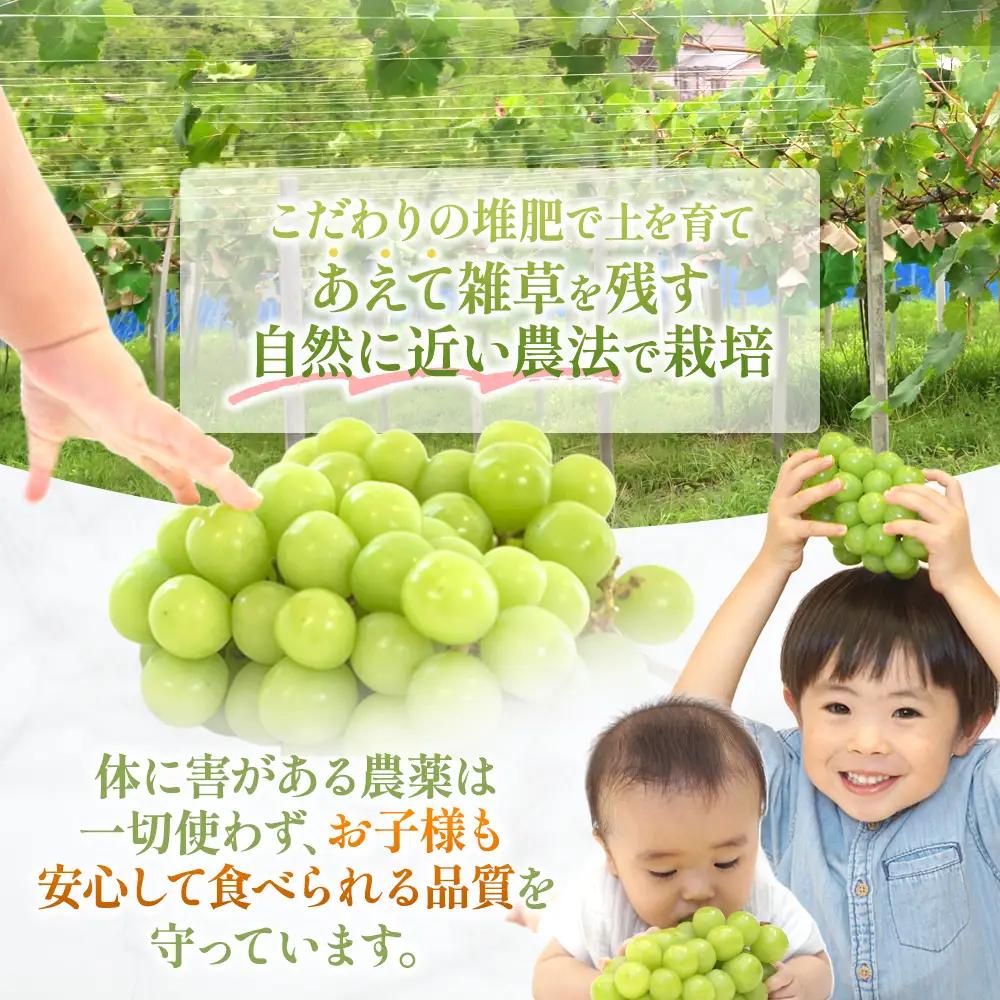 特別栽培 減農薬 シャインマスカット1㎏ 山梨シャインマスカット