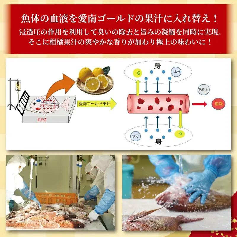 かつおのたたき 1kg 愛南ゴールド 真鯛 200g 訳あり かつお 鰹 真鯛 ハマスイ
