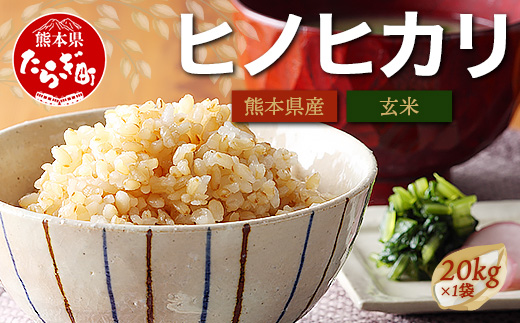 【令和7年産 新米 玄米 】 多良木町産 ヒノヒカリ 玄米 20kg 10月中旬～発送予定 ひのひかり 熊本県 米どころ 多良木町 産 お米 米 20キロ 116-0502