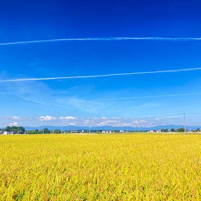 ふるさと納税 新庄市 黒澤のササニシキ 1kg 精米 |  | 03