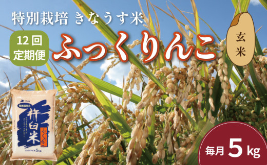 【玄米12ヶ月定期便】特別栽培「きなうす米」ふっくりんこ5kg×12回　P018