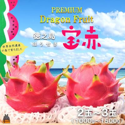 ふるさと納税 徳之島町 〜ルビーの輝き〜プレミアムドラゴンフルーツ“徳之島宝赤”(1kg〜1.5kg)