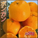 【ふるさと納税】訳あり ポンカン 5kg ご家庭用 みかん 人気 数量限定 先行予約 柑橘 伊予市 【2025年1月中旬以降順次発送】｜B147