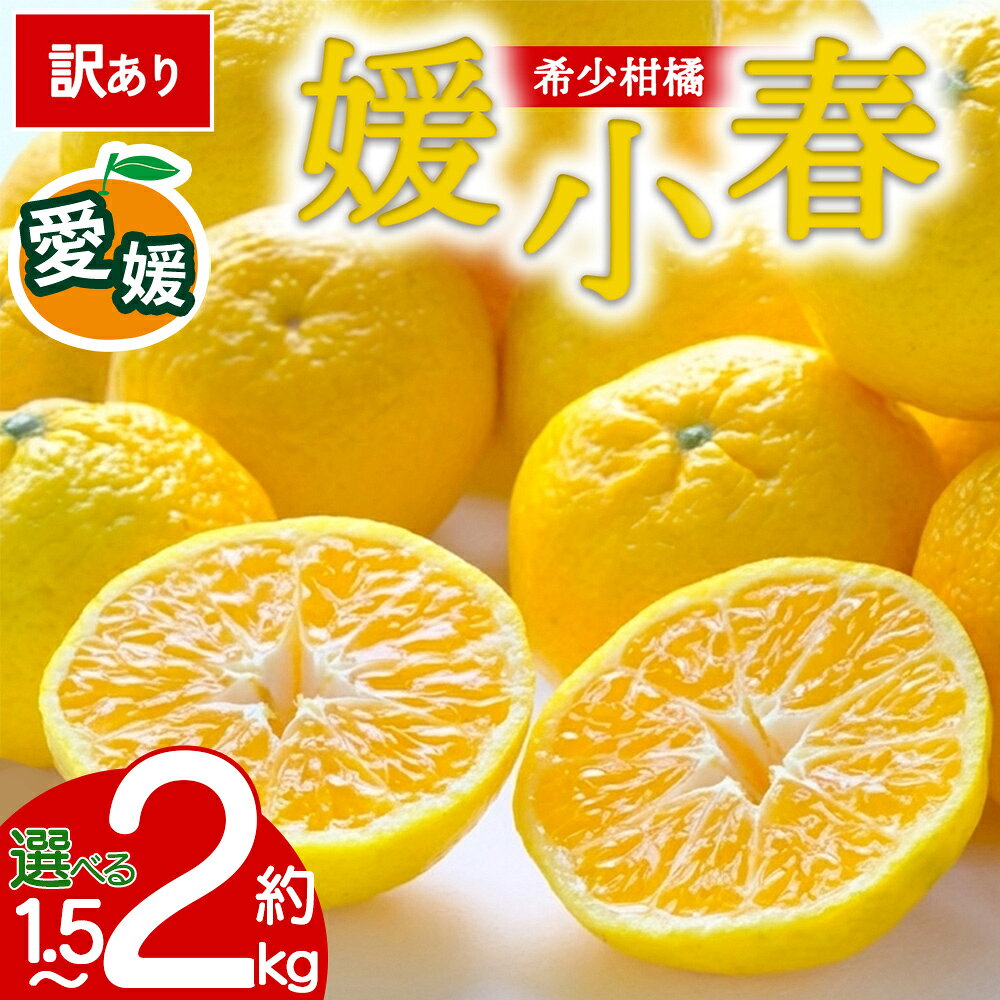 【ふるさと納税】【先行予約】＜訳あり 愛媛県産 媛小春 約1.5kg／2kg＞ 『2027年1月以降順次出荷予定』選べる ひめこはる 幻の柑橘 ご家庭用 ご自宅 蜜柑 愛媛県産 果肉 果物 柑橘 フルーツ オレンジ 国産 濃厚 産地直送 ミヤモトオレンジガーデン 愛媛県 西予市【常温】