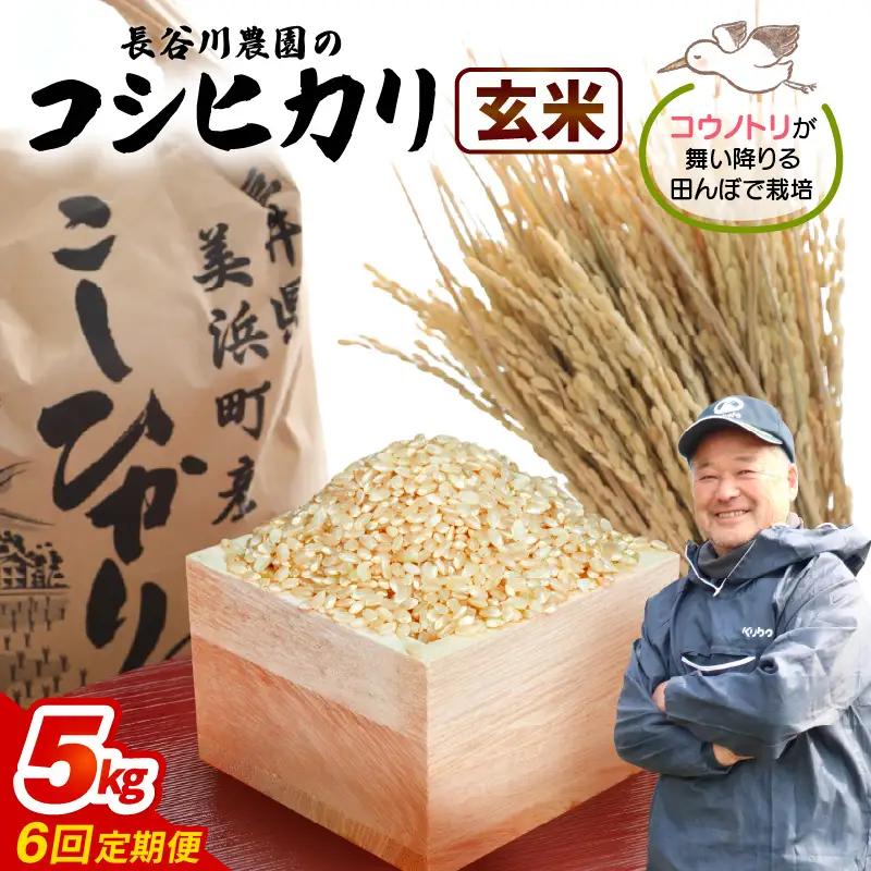 【玄米】定期便 ≪6ヶ月連続お届け≫コシヒカリ 令和8年産 玄米 5kg × 6回 (計30kg) 【長谷川農園】 [m22-f005]