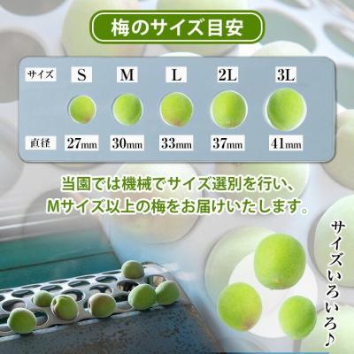 ふるさと納税 いちき串木野市 先行受付<数量・期間限定>朝日梅園の南高梅(生梅)10kg 箱 バラ詰め満杯 |  | 02