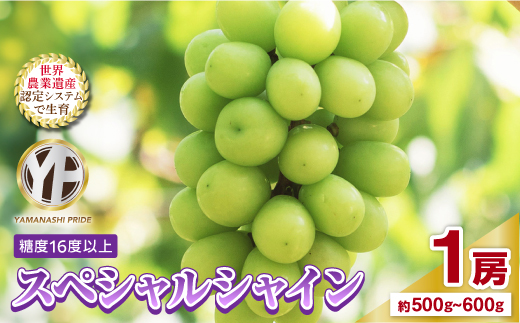 2026年度先行予約 フルーツ王国山梨産厳選 シャインマスカット 1房(約500-600g)【配送不可地域：離島】