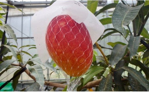 木で完熟させたものを発送します