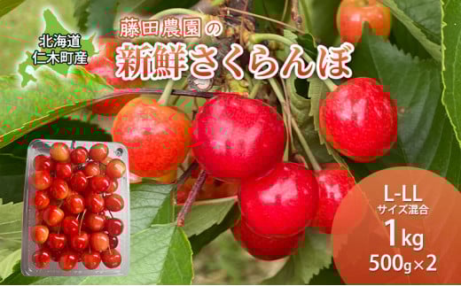 [先行受付] 北海道 仁木町産 さくらんぼ 佐藤錦 1kg (500g×2) L-LLサイズ混合 サクランボ 果物 フルーツ チェリー 仁木 果物類 [藤田農園]