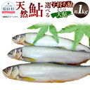 【ふるさと納税】＜選べる！＞天然鮎 約1kg 約6～8匹 約25～28cm 子持ち鮎／大鮎 【子持ち鮎は2024年10月上旬発送開始】 熊本県産 相良村産 清流川辺川の天然鮎 九州産 国産 お取り寄せ あゆ 鮎 魚 川魚 魚介 海鮮 塩焼き 熊本県相良村 冷凍 送料無料