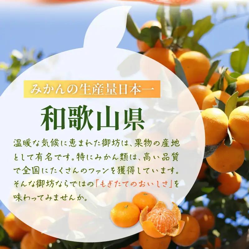みかん 温州みかん 5kg《先行予約》【0057-4】 