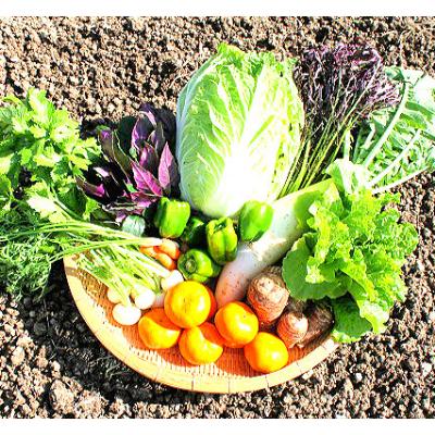 ふるさと納税 苓北町 旬のお野菜・果物セット【栽培期間中農薬・化学肥料不使用】