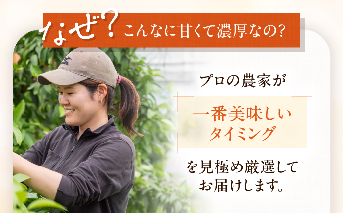 みかん 紅まどんな 約2kg【11月中旬から12月下旬まで順次発送】/ フルーツ 果物 柑橘 蜜柑 ミカン オレンジ まどんな マドンナ 紅マドンナ 砥部まどんな 愛果28号 約2kg 甘い 先行予約