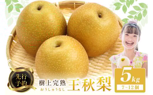 【先行予約】樹上完熟 王秋梨 5kg（7～12個）（2025年12月上旬～発送） 農家直送 ナシ なし 人気 フルーツ 果物　BF00014