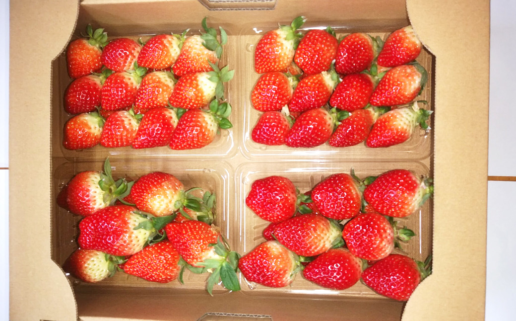 
                  【選べるお届け日・年内発送】★クリスマスケーキ用★ いちご ゆめの香 計約500g（250g×2パック） 中玉 20～23粒入り ／ イチゴ 苺 フルーツ 果物 くだもの わたる農園 長崎県 長崎市
                