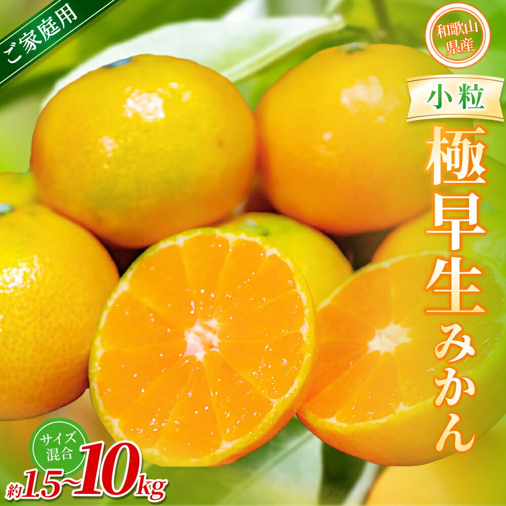 【ふるさと納税】【家庭用】 森本農園の手選別 極早生小粒みかん 約1.5～10kg 和歌山県産 【北海道・沖縄・離島配送不可】【2025年10月上旬～下旬頃に順次発送】【BV-mrmt051-055】