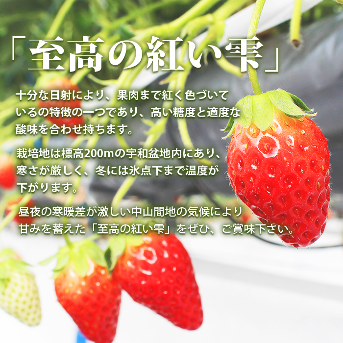 ＜いちご 至高の紅い雫 500g(250g×2パック)＞  果物 苺 イチゴ フルーツ 愛媛県 西予市