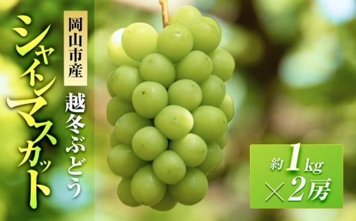 五果苑 越冬ぶどう  シャインマスカット 2房（1房約1.0kg） | フルーツ 果物 くだもの シャインマスカット マスカット 岡山県産 国産 ギフト 贈答用 プレゼント 贈り物 シャインマスカット マスカット フルーツ 果物 くだもの シャインマスカット マスカット