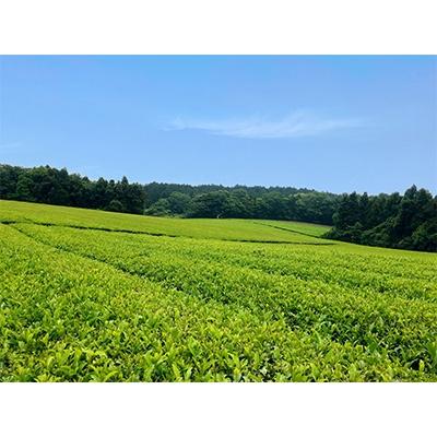 ふるさと納税 杵築市 大分県杵築市産茶葉使用　ほうせい茶　500ml×24本 |  | 03
