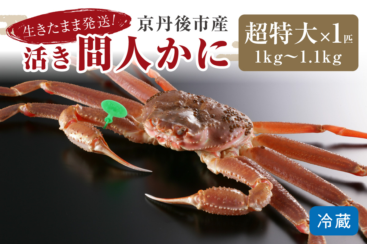 かに卸し問屋がお届け・浜競り厳選！幻の活間人ガニ 1ｋｇ～1.1ｋｇ 超特大サイズ（11月発送）／北畿水産
