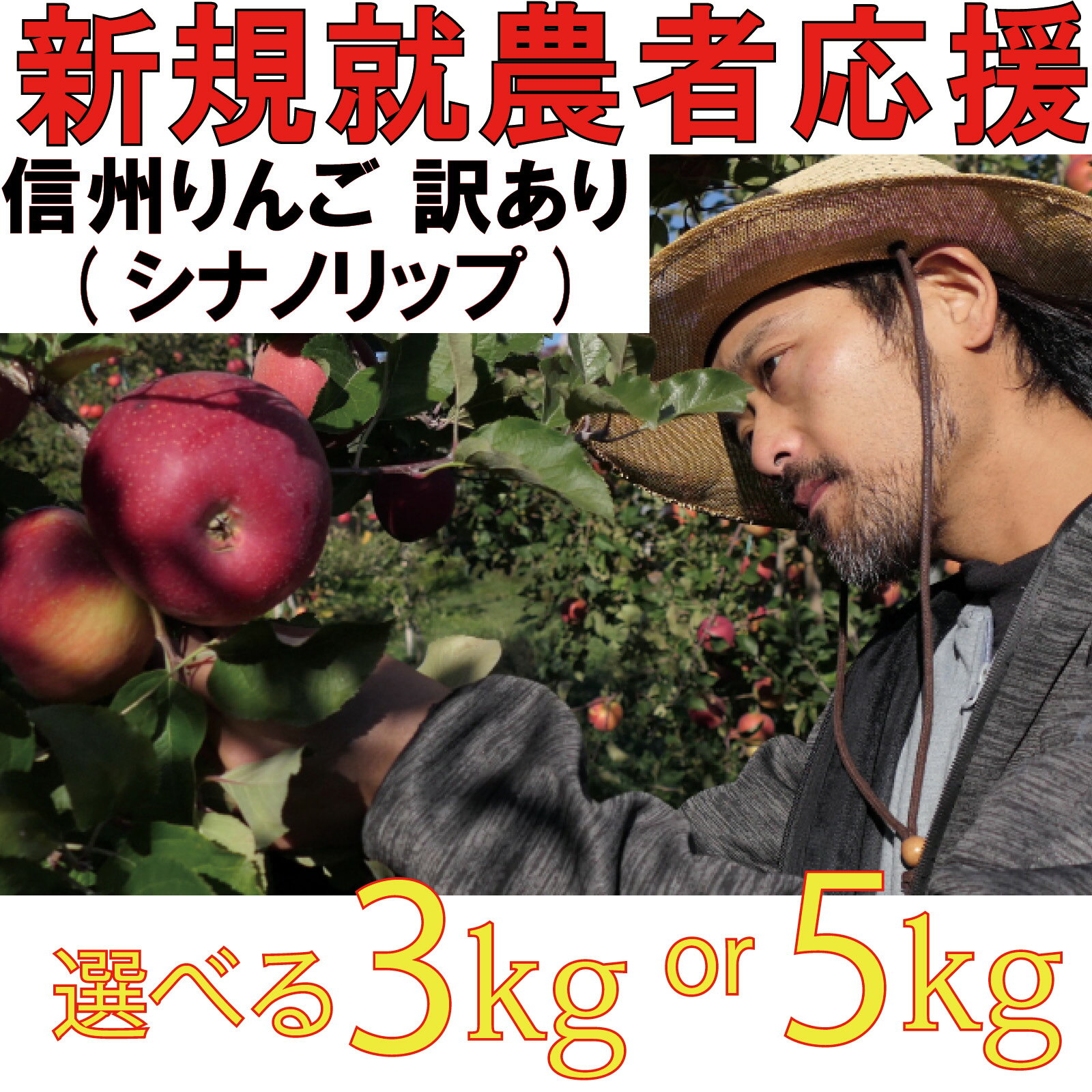【ふるさと納税】 訳あり りんご シナノリップ 選べる 3kg 5kg 【新規就農者応援】 シナノリップ 伊藤 快 果物 フルーツ 先行 予約 信州 長野県 長野 麻績村 不揃い 規格外 家庭用 産地直送 麻日屋 麻績 自宅用 8月中下旬 2025年収穫分 先行予約 予約