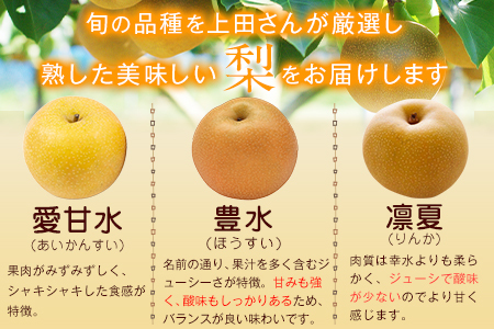 梨 熊本県産 玉東梨 約3kg 先行予約 上田果樹園 熊本 梨