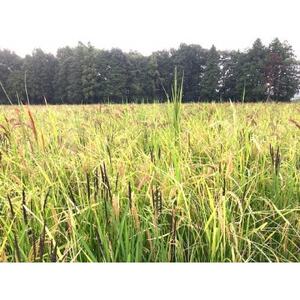 いろいろ米(玄米)2kg【1568875】